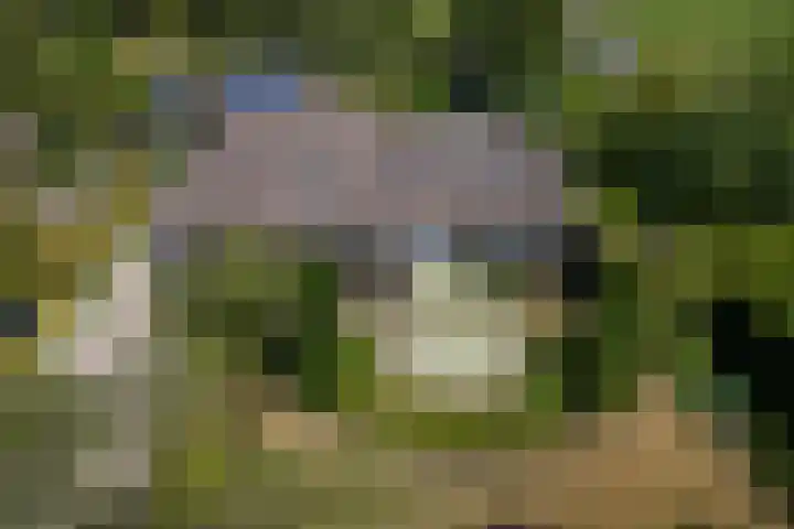 Grinsel 83 A Den Dungen thumbnail 62