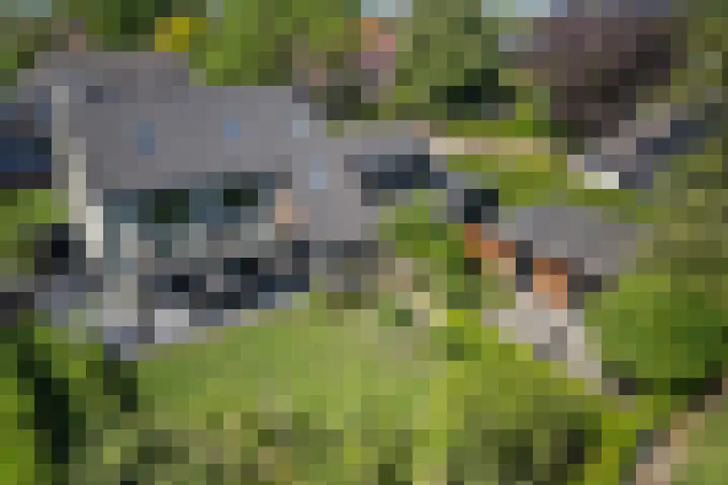 Grinsel 85 A Den Dungen thumbnail 35
