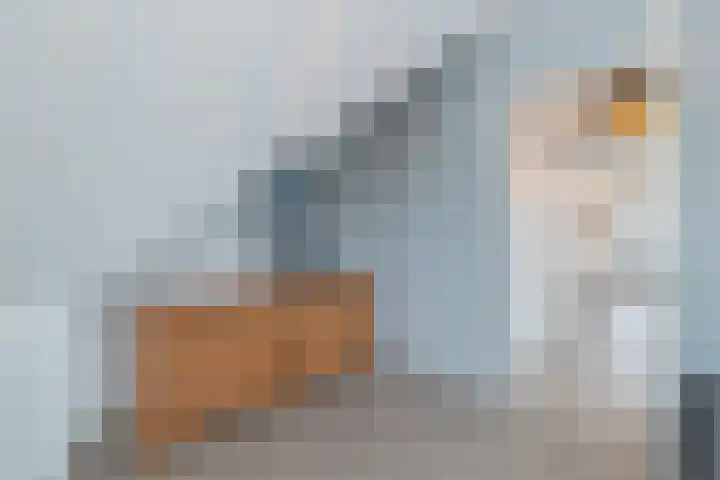 Grinthof 13 Hillegom thumbnail 49