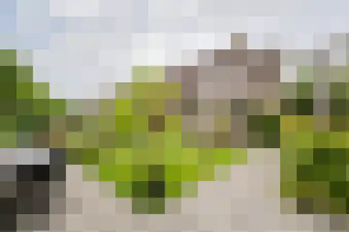 Groede 24 Hekelingen thumbnail 5