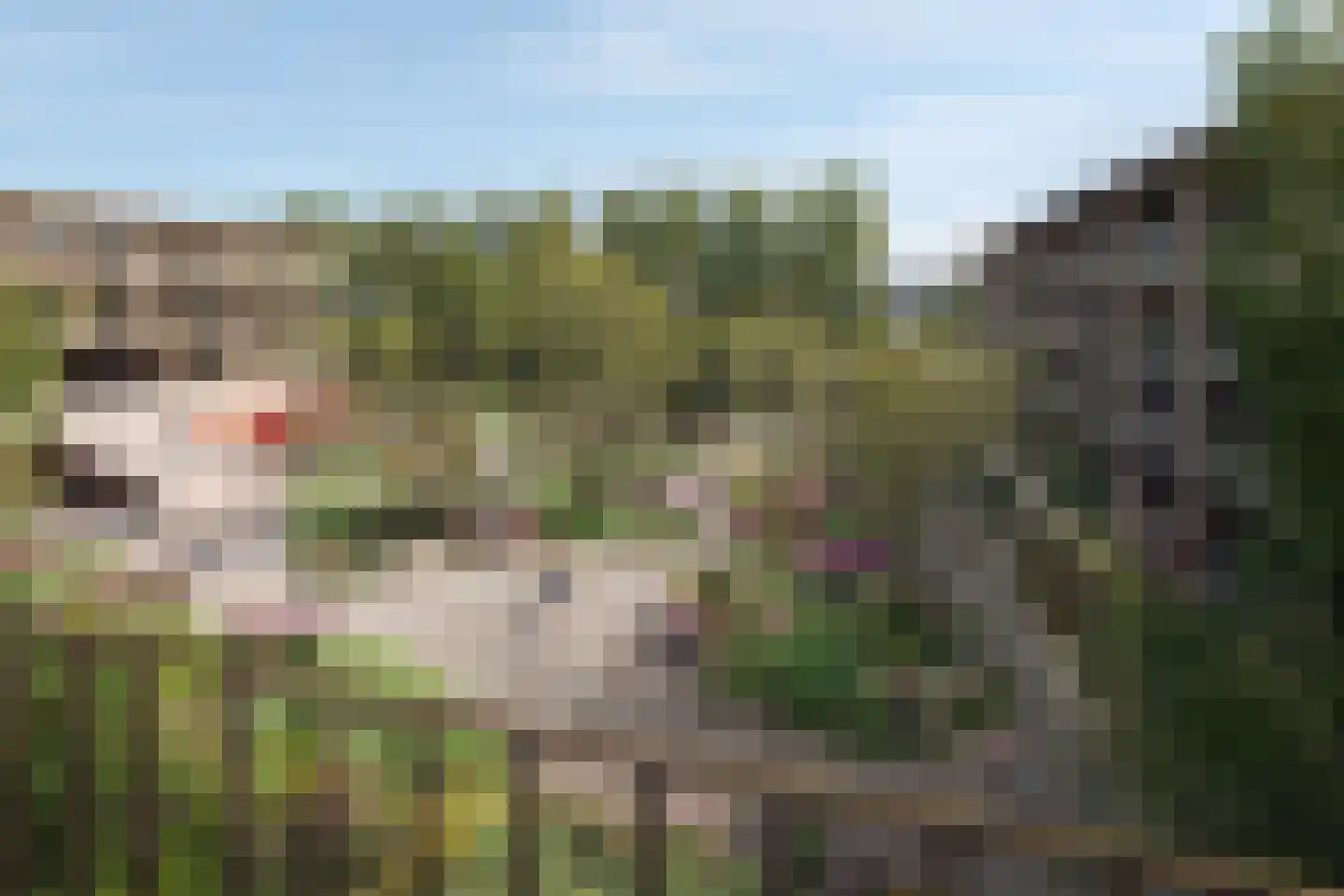 Groen van Prinsterersingel 12 Gouda thumbnail 8