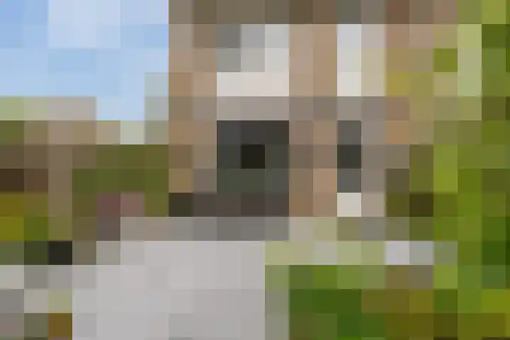 Groen van Prinstererstraat 27 Naaldwijk thumbnail 10