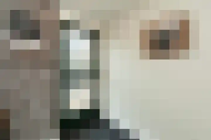 Groen van Prinstererstraat 93 Alblasserdam thumbnail 4