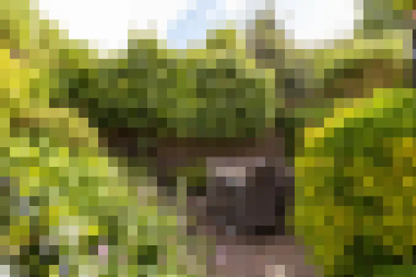Groen van Prinstererweg 12 De Bilt thumbnail 36
