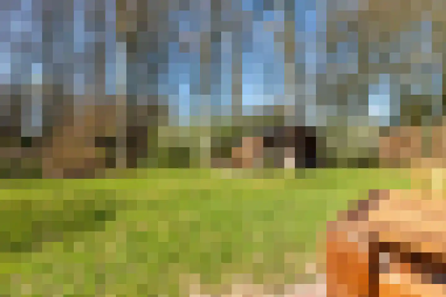 Groene Heuvels 155 Ewijk thumbnail 5