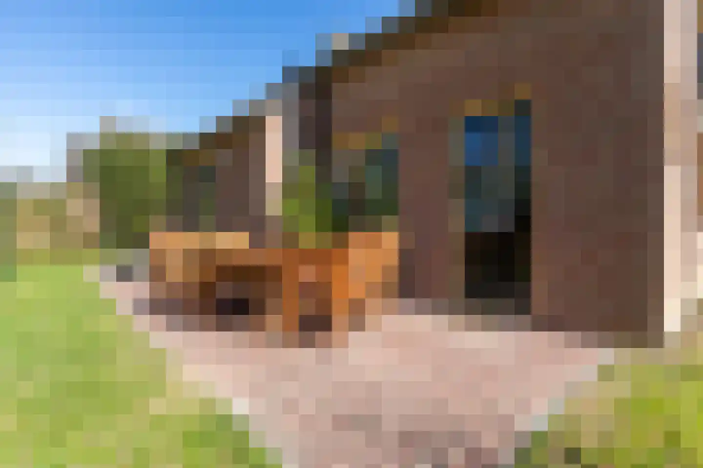 Groene Heuvels 155 Ewijk thumbnail 8