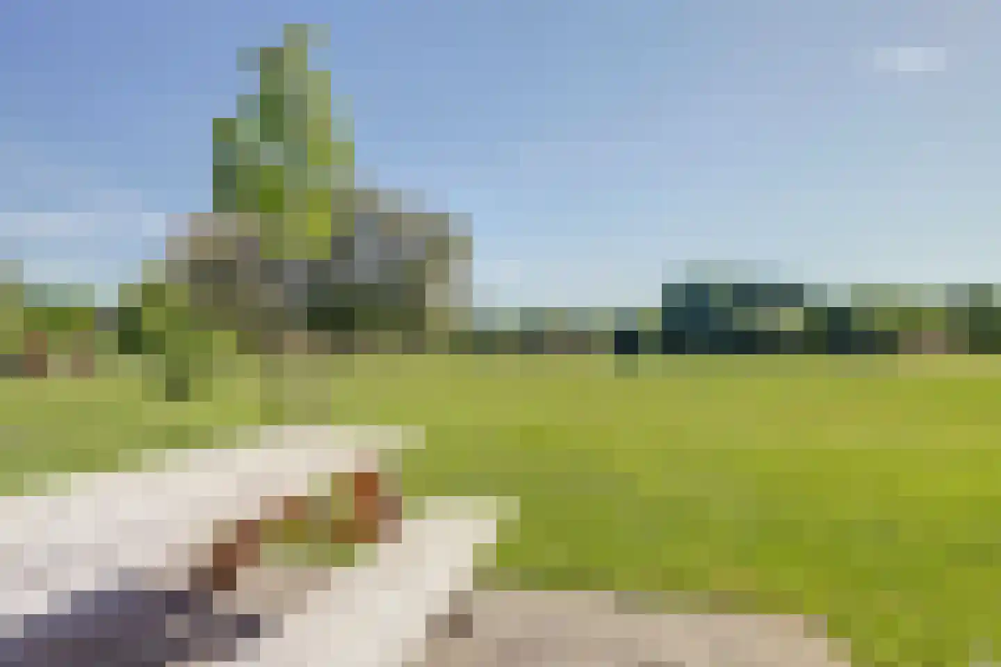 Groene Heuvels 19 Ewijk thumbnail 30