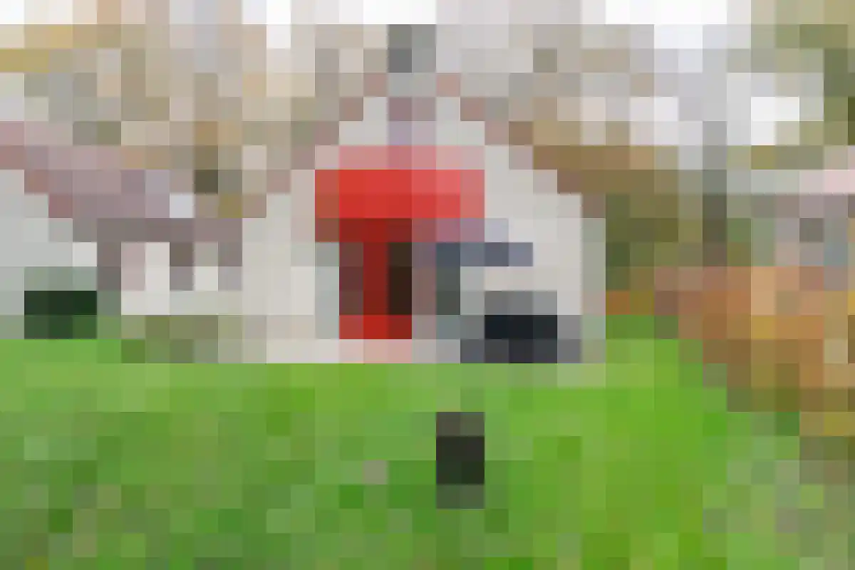 Groene Heuvels 59 Ewijk thumbnail 8