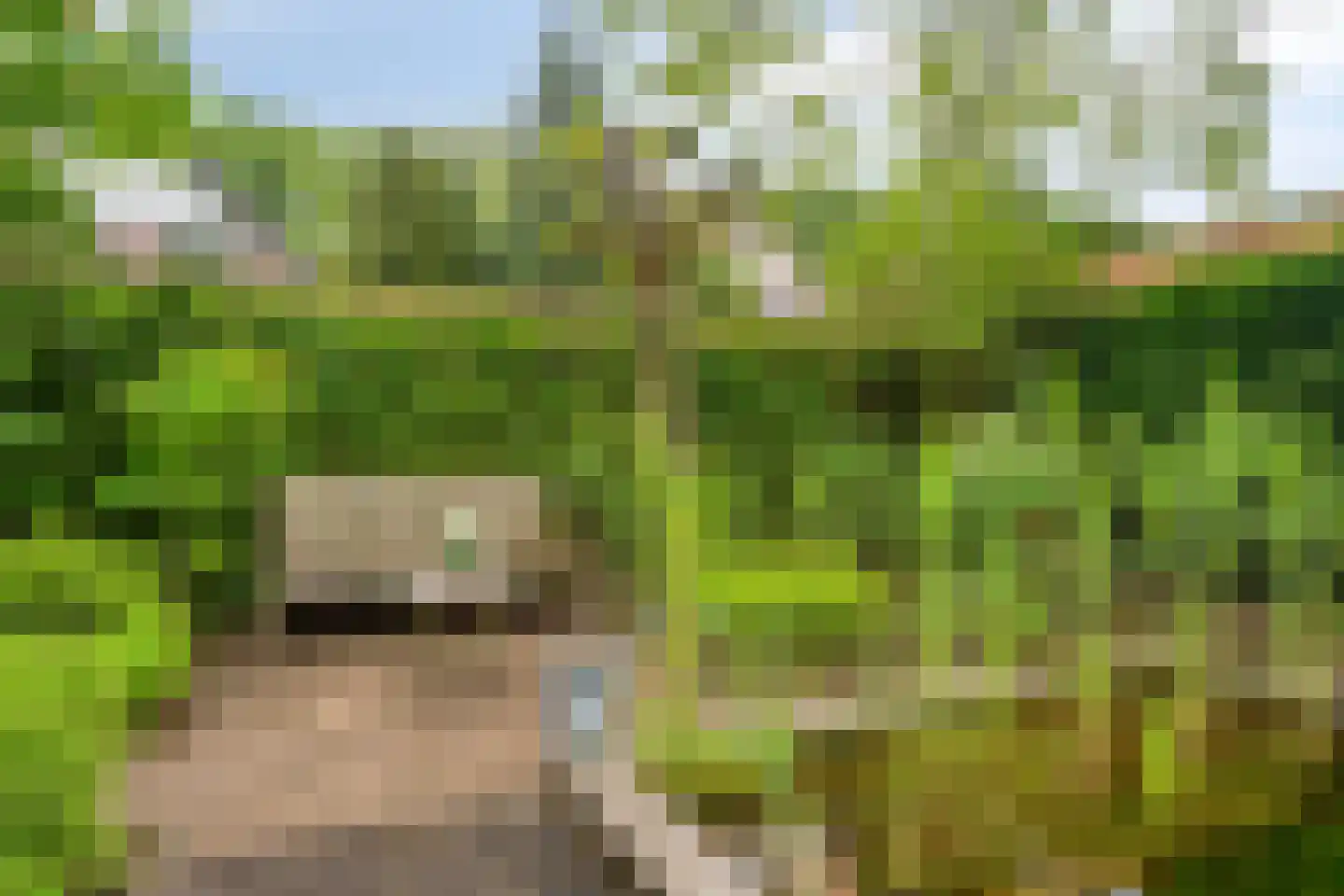 Groene Hil 34 Breda thumbnail 35