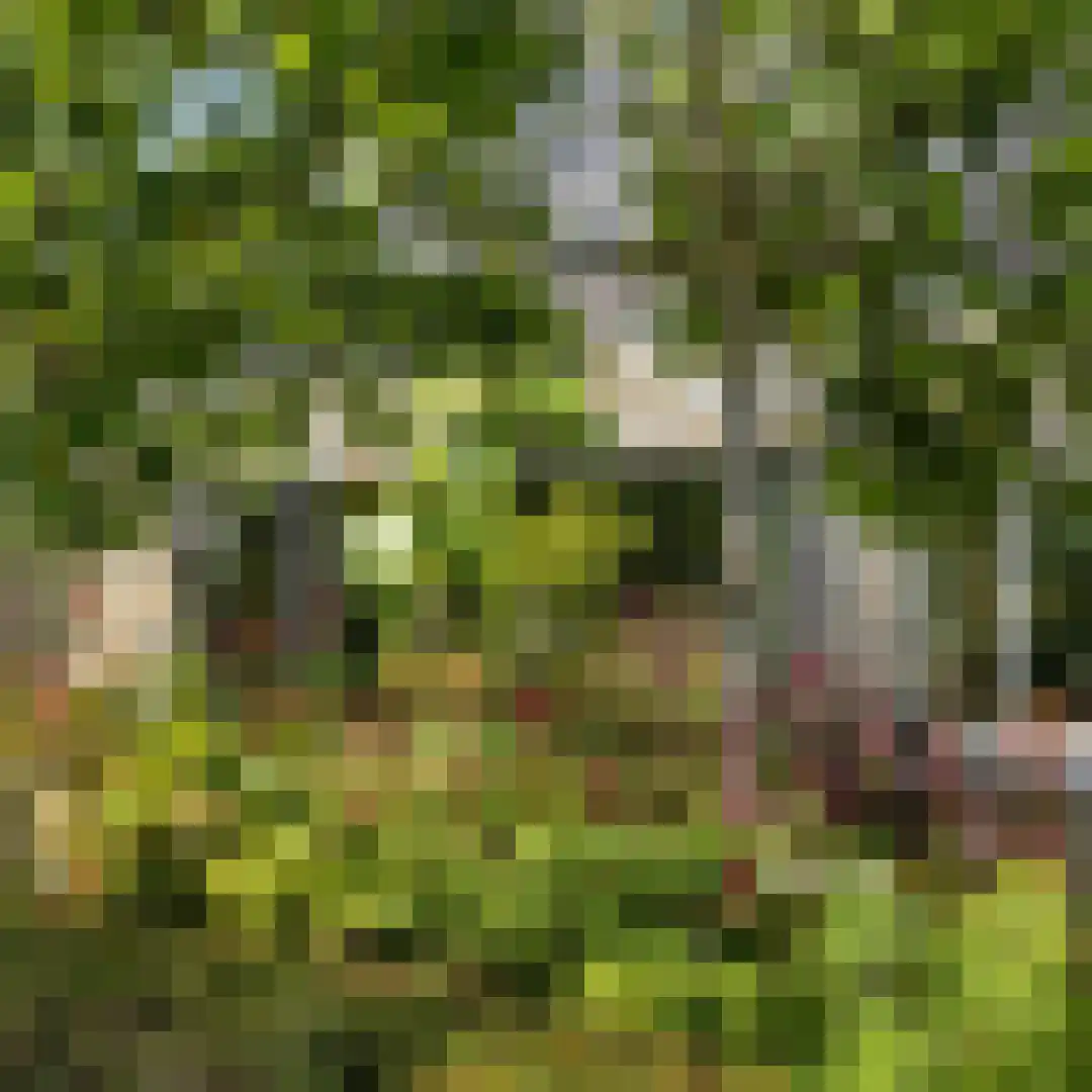 Groene Hof 3 Bergen (NH) thumbnail 34
