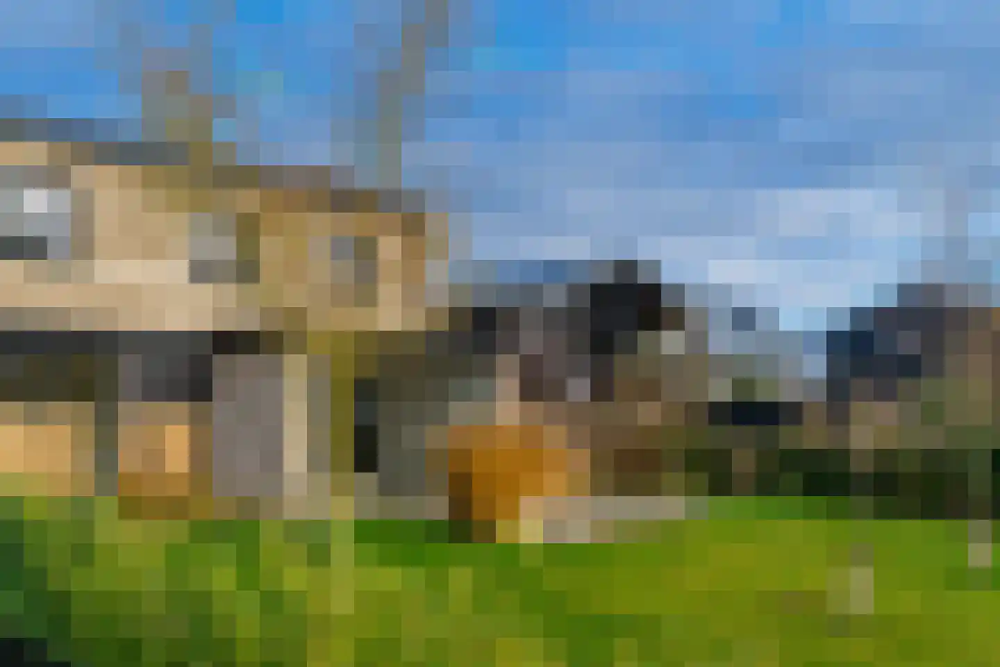 Groene kikker 2 Muiden thumbnail 24