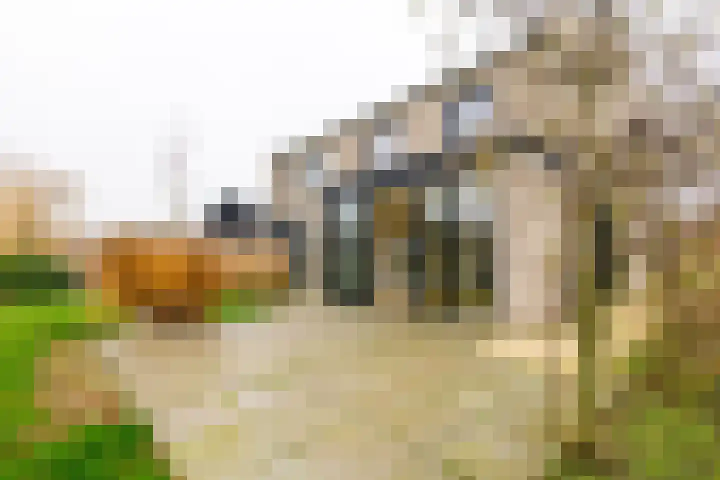 Groene kikker 2 Muiden thumbnail 29