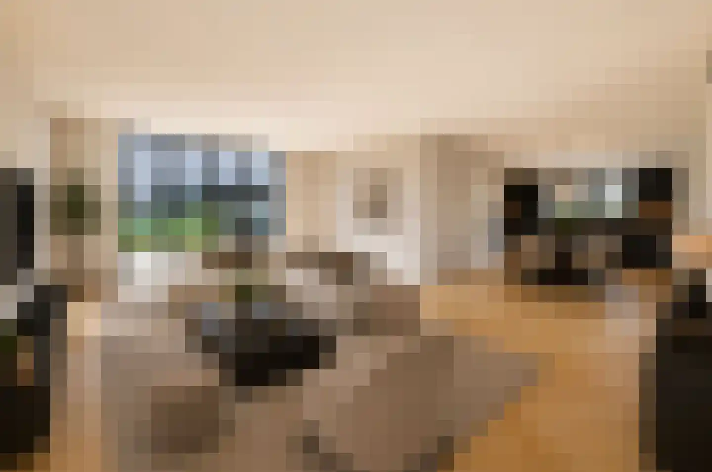 Groene kikker 2 Muiden thumbnail 5