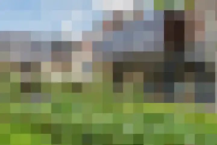 Groene Ree 39 Bodegraven thumbnail 50