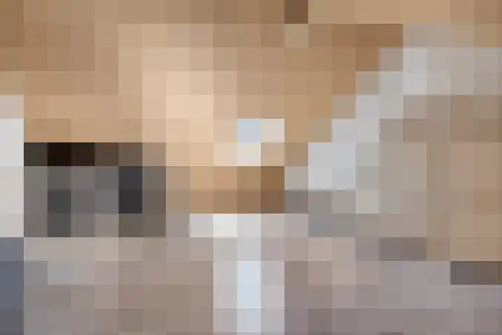 Groene Specht 12 Eijsden thumbnail 26