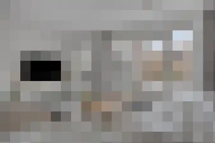 Groene Specht 14 Zeewolde thumbnail 11