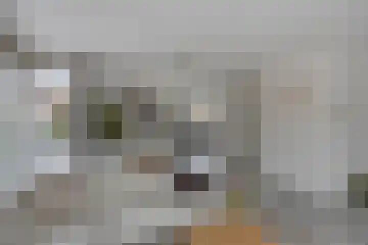 Groene Specht 14 Zeewolde thumbnail 12