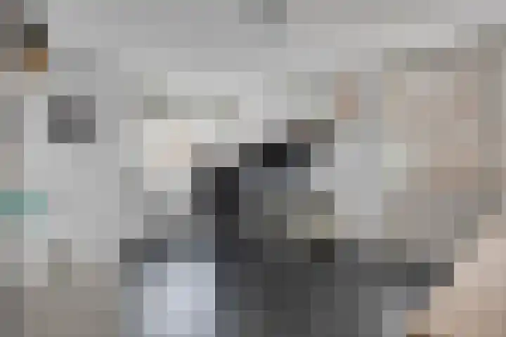 Groene Specht 14 Zeewolde thumbnail 23