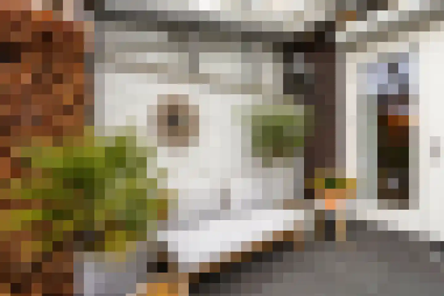 Groene Specht 3 Eijsden thumbnail 32