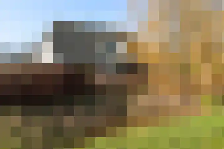 Groene Velden 174 Lelystad thumbnail 5