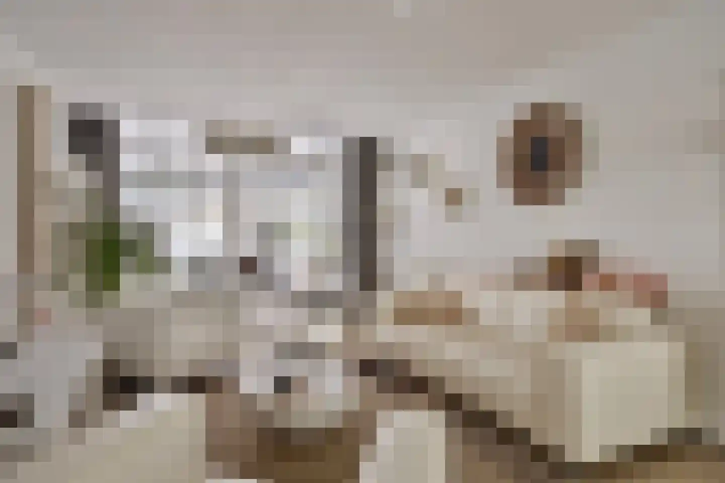 Groene Weide 56 Arnhem thumbnail 8