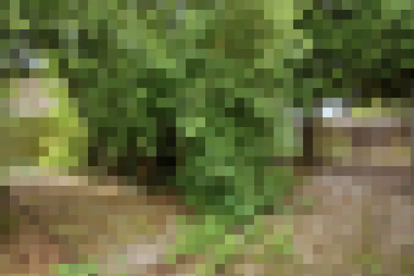 Groene Weide 81 Arnhem thumbnail 26