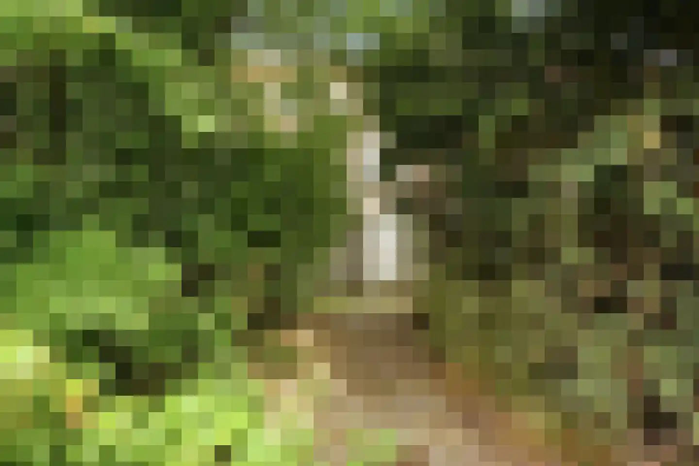 Groene Weide 81 Arnhem thumbnail 28