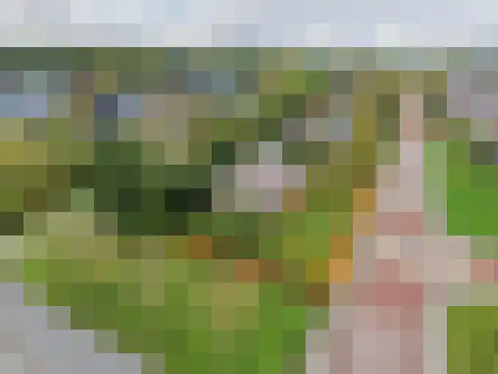 Groene Zoom 2 en Ten Boer