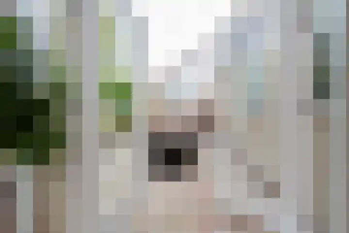 Groene Zoom 2 Ten Boer thumbnail 15