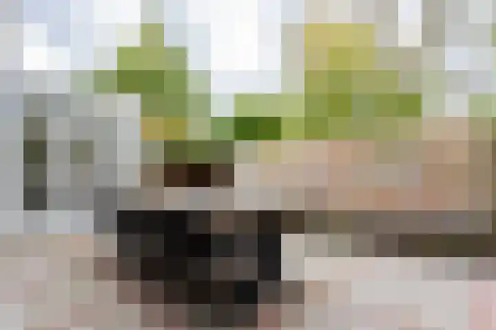 Groene Zoom 2 Ten Boer thumbnail 39