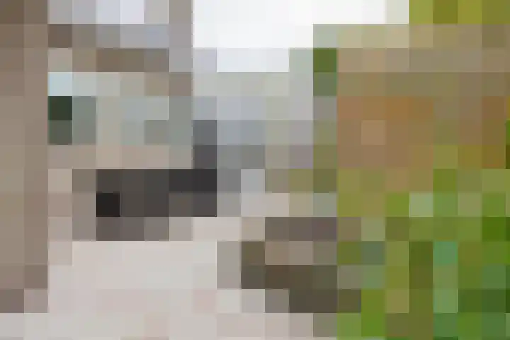 Groene Zoom 2 Ten Boer thumbnail 40
