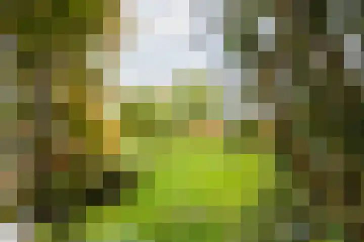 Groene Zoom 2 Ten Boer thumbnail 47