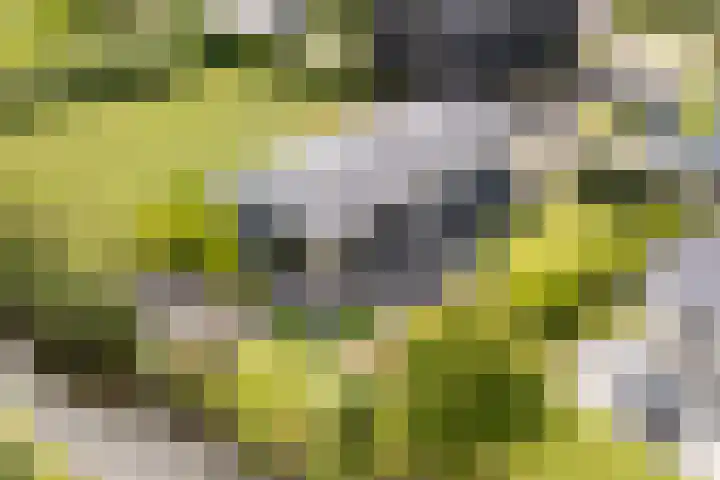 Groenedijk 6 620 in Oost-Graftdijk