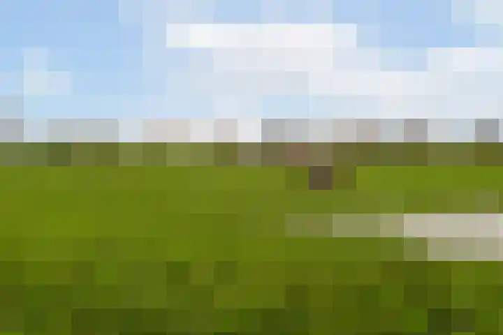 Groenedijk 6 620 Oost-Graftdijk thumbnail 43