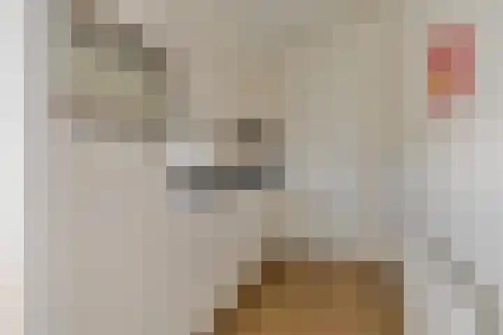 Groenedijk 6 640 Oost-Graftdijk thumbnail 16