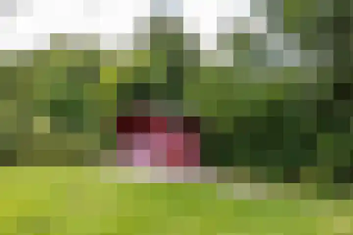 Groenelaan 6 Oostwold thumbnail 20