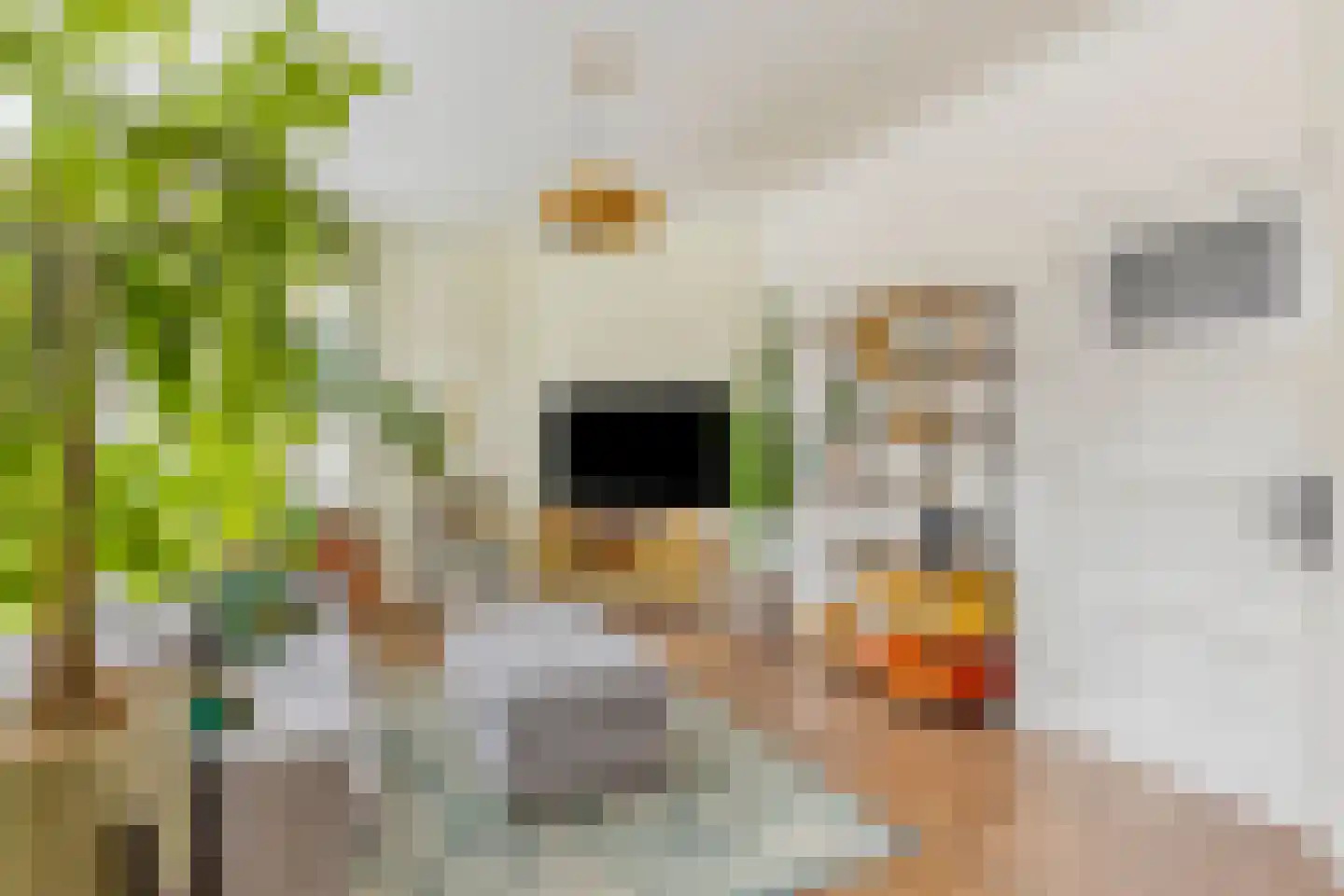 Groenesteinstraat 9 Den Haag thumbnail 11