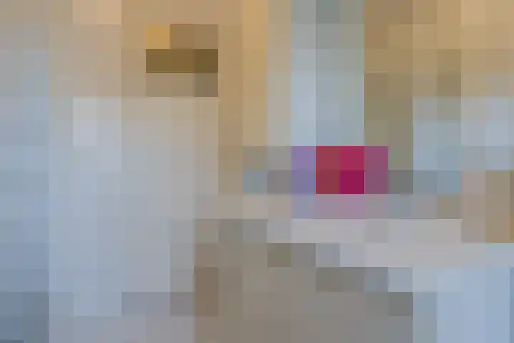 Groenestraat 329 Nijmegen thumbnail 32