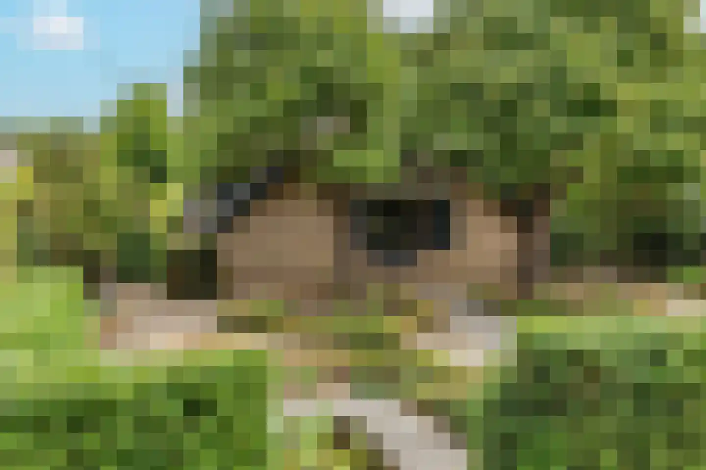 Groenestraat 5 Dodewaard thumbnail 32