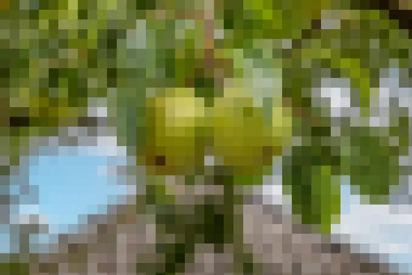 Groenestraat 5 Dodewaard thumbnail 35