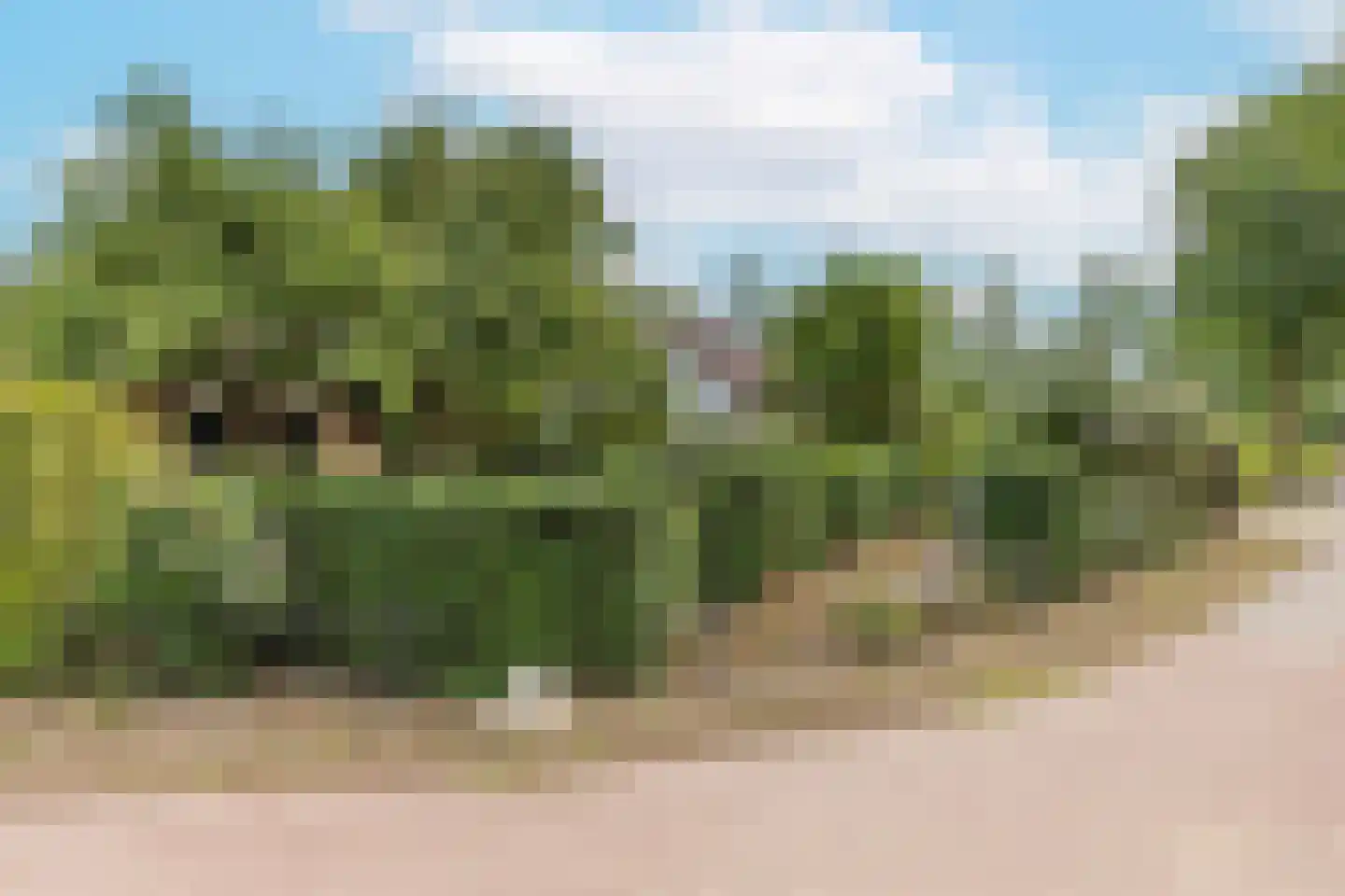 Groenestraat 5 Dodewaard thumbnail 39