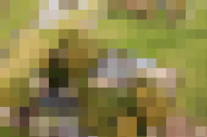 Groeneveld 1 B De Lier thumbnail 69