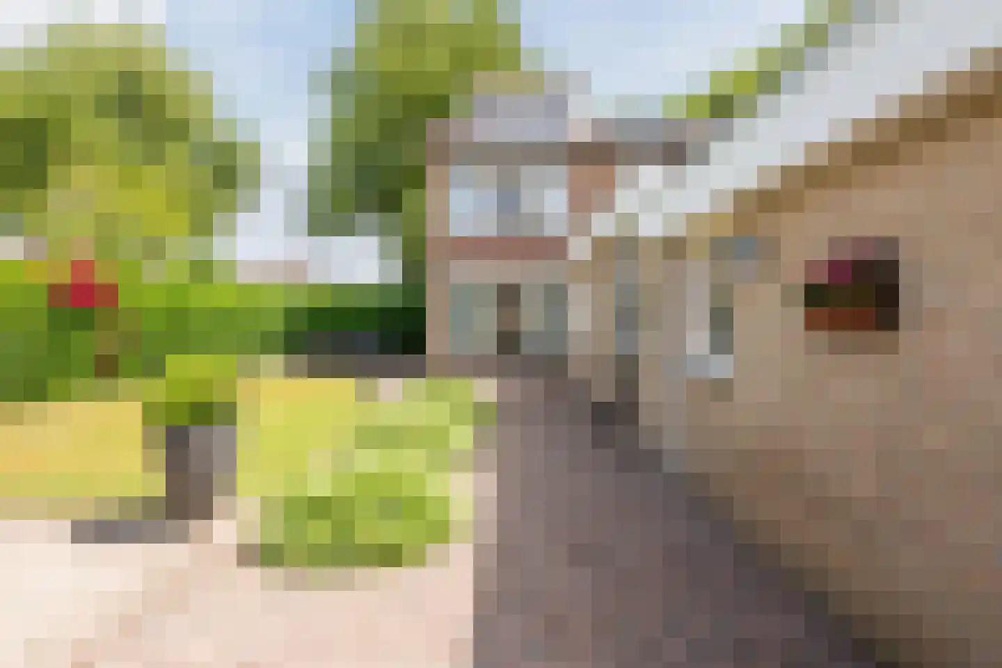 Groeneweg 22 Reusel thumbnail 30