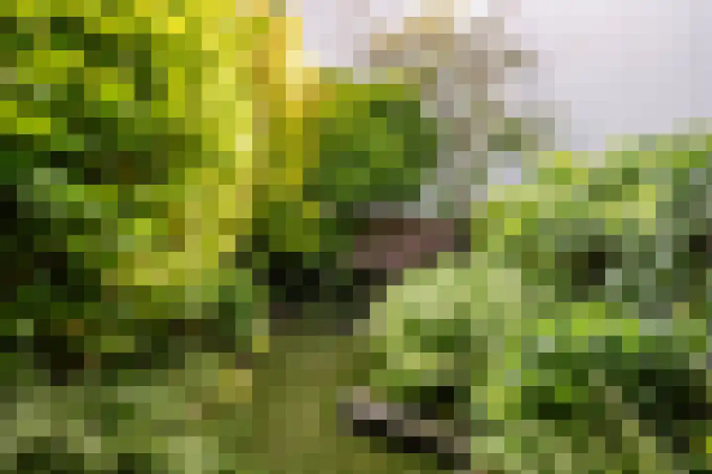 Groeneweg 26 's-Gravenzande thumbnail 33