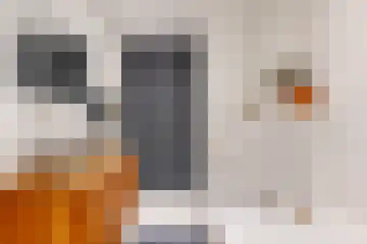 Groenewegje 76 Den Haag thumbnail 22
