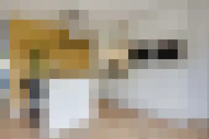 Groeneweide 1 Duiven thumbnail 4