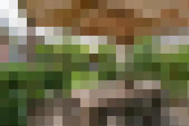 Groeneweide 1 Duiven thumbnail 68