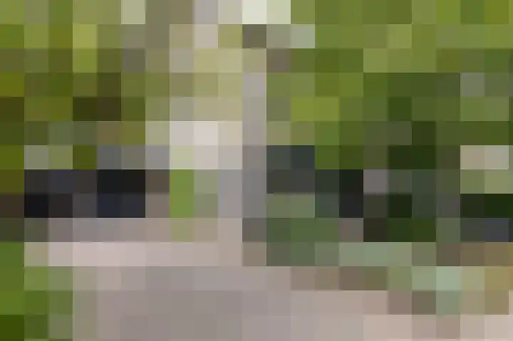 Groeneweide 1 Duiven thumbnail 81