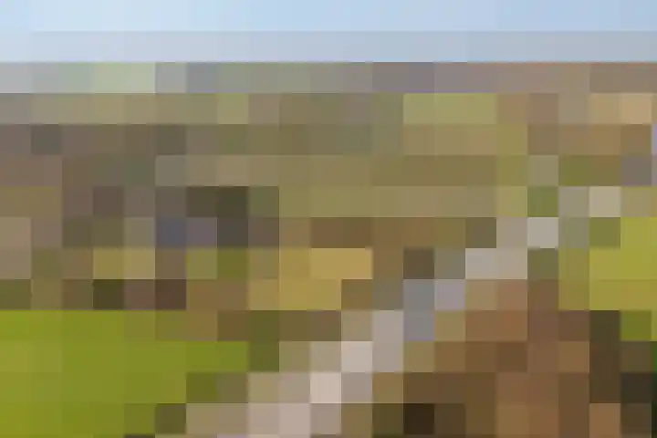Groenewoudseweg 11 Cothen thumbnail 82