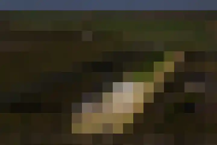 Groenewoudseweg 11 Cothen thumbnail 84